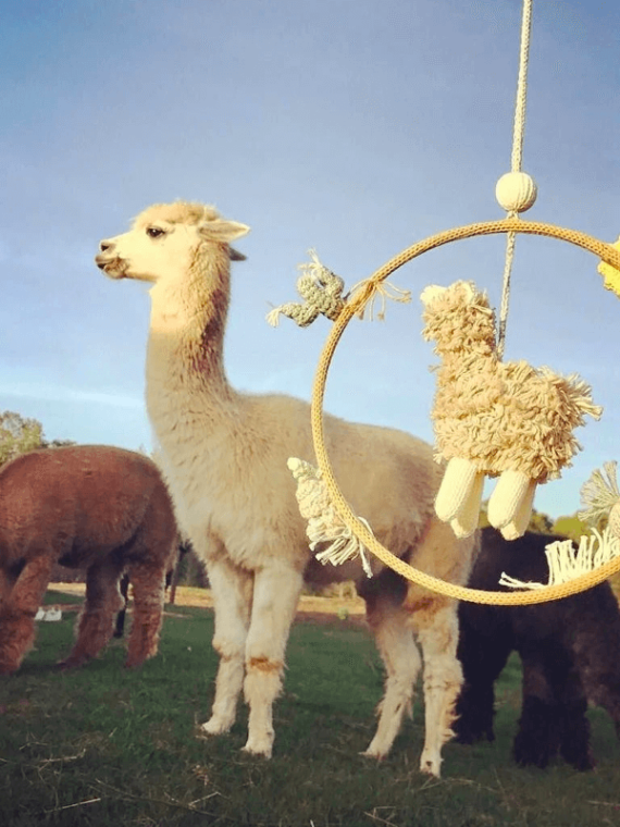 Alpaca Dream Ring